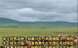 中国牛的品种有哪些？
