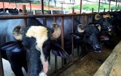 广西水牛品种有哪些？