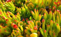 新品种有何独特之处？