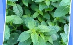 薄荷品种有哪些？附图片对比