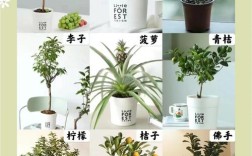 柑橘宽窄行种植技术怎么用？