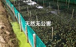 青蛙养殖技术要点有哪些？