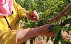 桃树疏果技术视频教程怎么做？