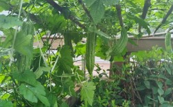 苦瓜搭架怎么种？视频教你关键技术！