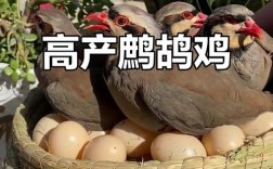 鹧鸪养殖技术如何掌握？每日农经有啥干货？