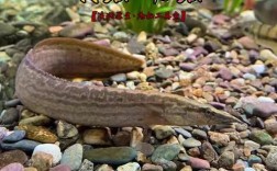 中华棘鳅养殖技术视频怎么学？