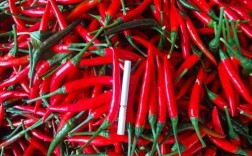 河南朝天椒有哪些主栽品种？