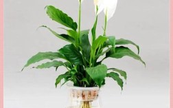 哪些水养花品种好看？附图片！