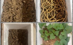 折耳根种植技术视频，关键步骤有哪些？