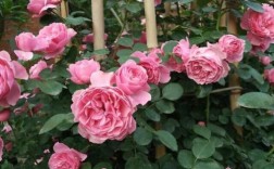 蔷薇花哪种品种好？