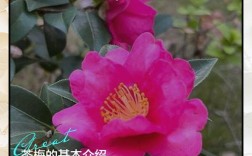 茶梅的品种和名称图片