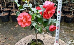 茶梅丹玉品种表现如何？