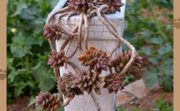 哪些多肉品种最耐寒？