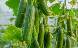 水果黄瓜种植技术视频怎么学？