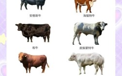 肉牛品种有哪些？附图片看这里。