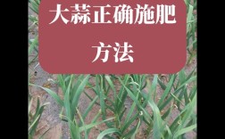 秋播大蒜栽培管理技术要点有哪些？
