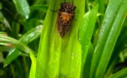 2025年知了价格为何这么贵？