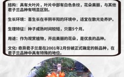 君子兰品种有哪些？附图片吗？