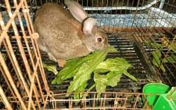 朱艳草原野兔养殖技术有哪些关键要点？