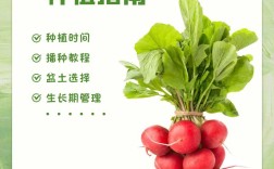 樱桃萝卜种植技术大全