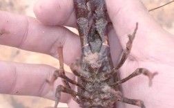 藕田龙虾怎么养？技术要点有哪些？