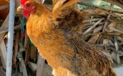 四川哪里能买到正宗老品种土鸡？