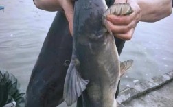 贵州江团鱼养殖技术关键要点有哪些？