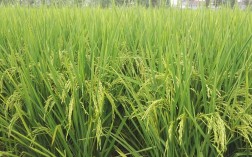 垦农种业有哪些优质水稻品种？