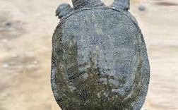 浙江温室甲鱼最新价多少？