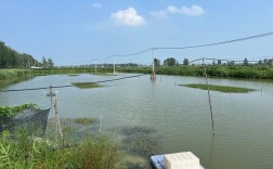 淡水螃蟹养殖技术视频，怎么学才高效？