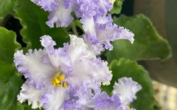 紫罗兰常见品种有哪些？