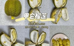 甲抡榴莲是什么品种