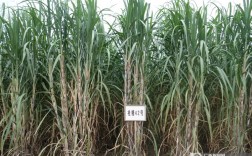 产量最高的糖蔗新品种是哪个？