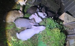 家养野生兔子养殖技术