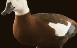 黑色鸭子是什么品种？