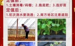 草莓种植技术大全与管理