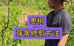 枣树夏季修剪技术视频