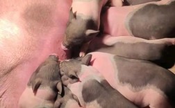 陆川猪养殖技术视频有哪些要点？