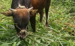 土黄牛养殖技术直播，新手能学会吗？