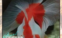 金鱼养殖技术视频，新手如何快速入门？