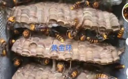 四川养蜂主养什么蜂品种？