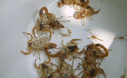 西安药材市场蝎子价格现在多少钱一斤？