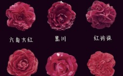 茶花最香品种是哪种？