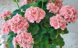 天竺葵马蹄纹品种有何特点？