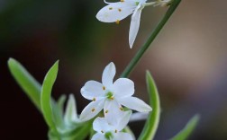 吊兰品种有哪些？附图片吗？