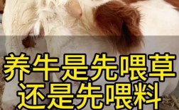 牛断奶后如何科学饲养管理？