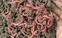 北方适合养什么蚯蚓？
