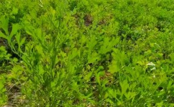 防风怎么种才能高产？