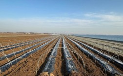 西瓜大棚冬季如何种好？