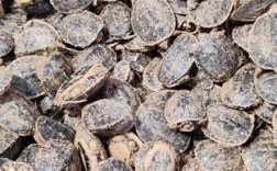 石金钱龟幼苗怎么养才好？